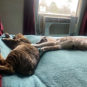 Meet your Posher, Ann